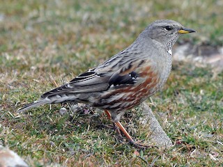 Foto de Acentor Alpino (Prunella collaris)