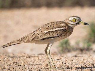 Foto de Alcaraván Común (Burhinus oedicnemus)