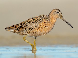 Foto de Agujeta Gris (Limnodromus griseus)