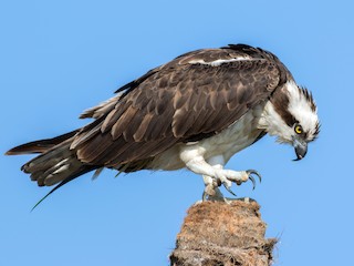Foto de Águila Pescadora (Pandion haliaetus)