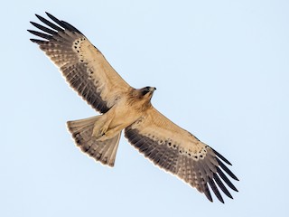 Foto de Águila Calzada (Hieraaetus pennatus)