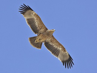 Foto de Águila Imperial Oriental (Aquila heliaca)