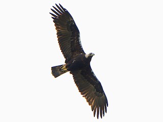 Foto de Águila Imperial Ibérica (Aquila adalberti)