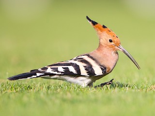 Foto de Abubilla Común (Upupa epops)