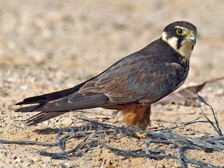 Foto de Alcotán Europeo (Falco subbuteo)