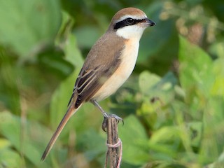 Foto de Alcaudón Pardo (Lanius cristatus)