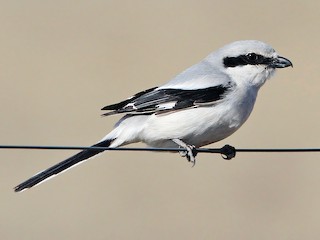 Foto de Alcaudón Norteño (Lanius excubitor)