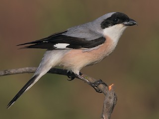 Foto de Alcaudón Chico (Lanius minor)