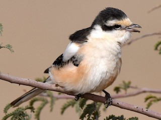 Foto de Alcaudón Núbico (Lanius nubicus)