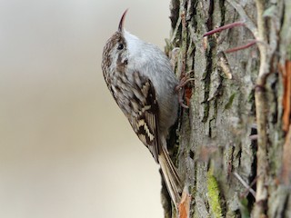 Foto de Agateador Europeo (Certhia brachydactyla)